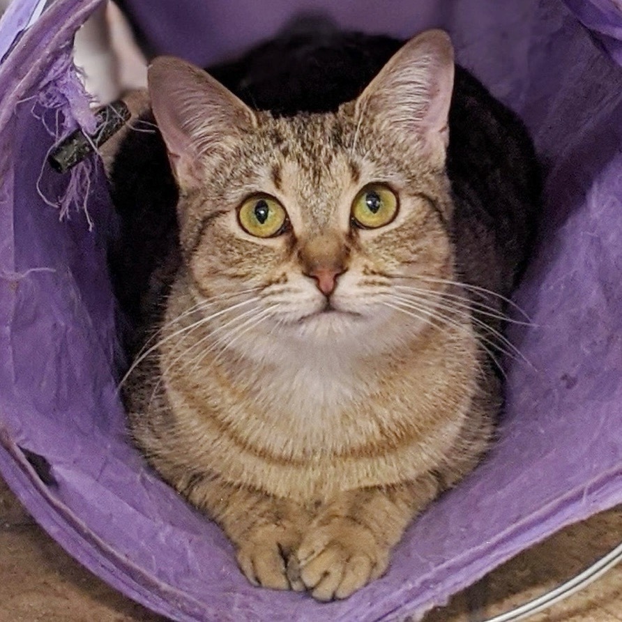 Dusty, Adoptable, Adult Female Abyssinian.