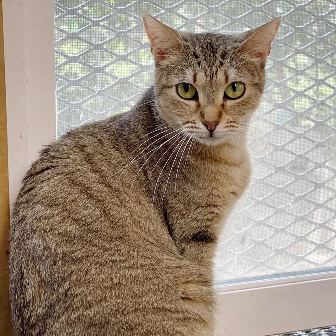 Dusty, a Adoptable Abyssinian in Kingwood, TX image 4/6