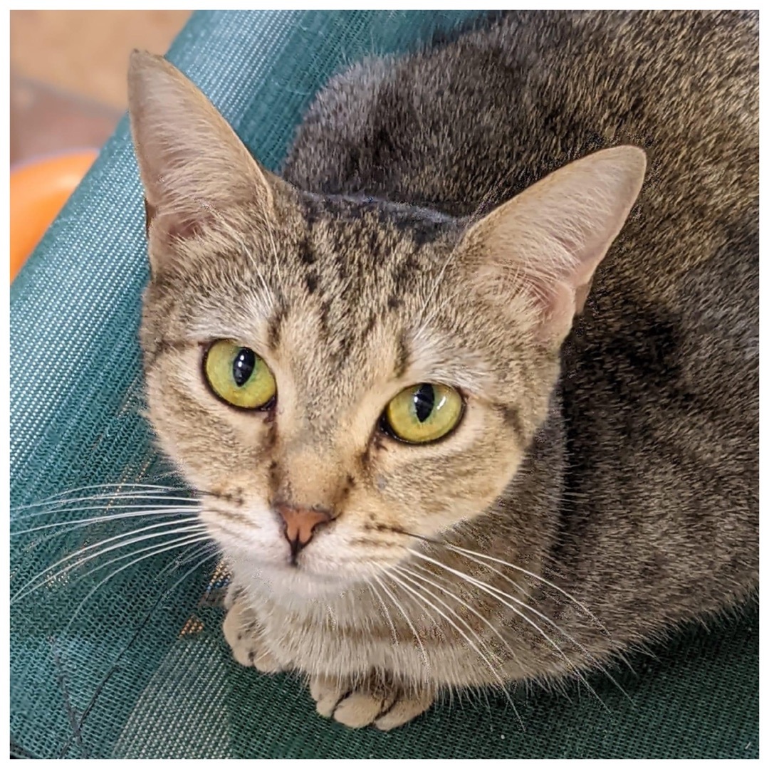 Dusty, a Adoptable Abyssinian in Kingwood, TX image 5/6
