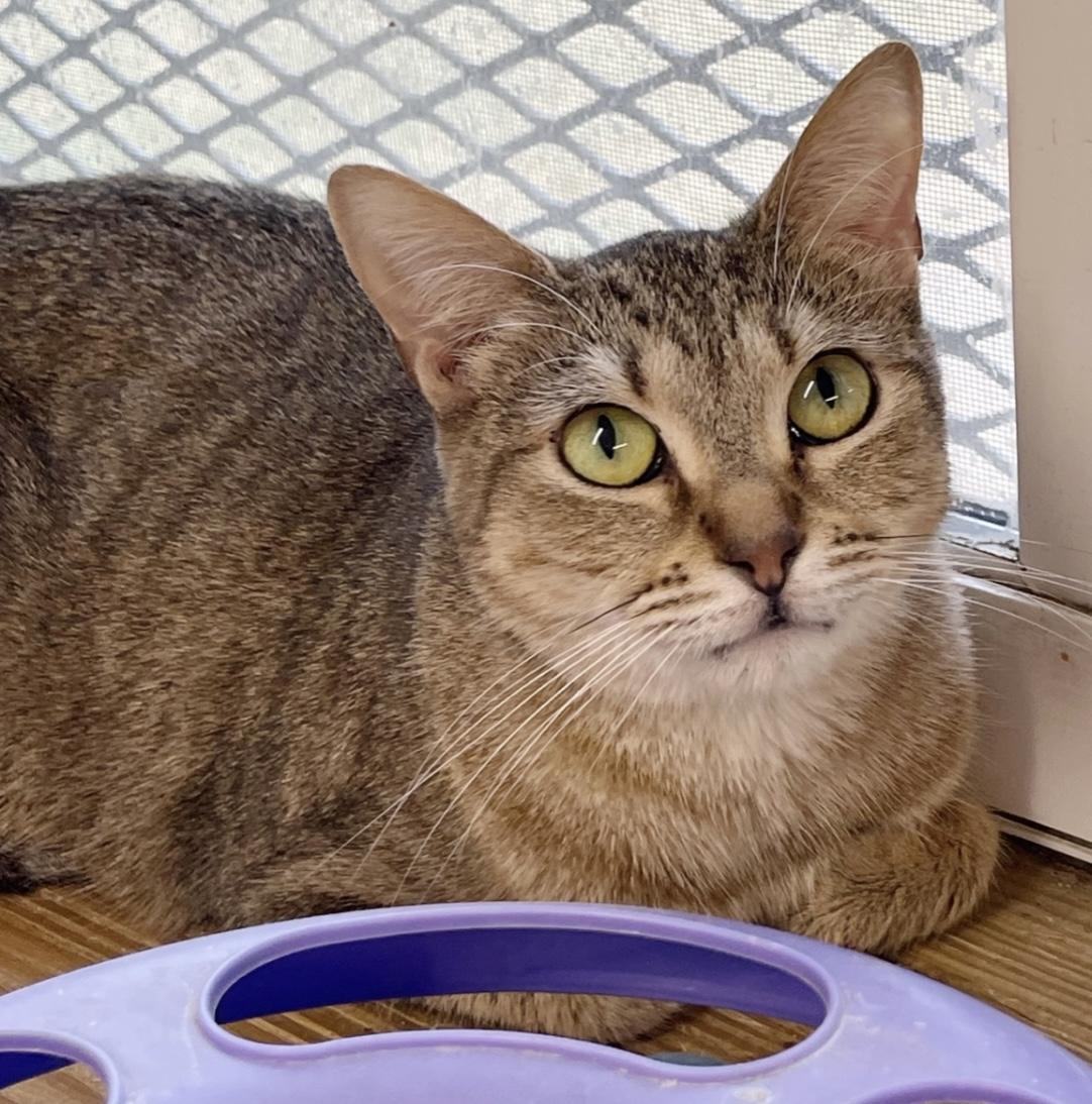 Dusty, Adoptable, Adult Female Abyssinian.