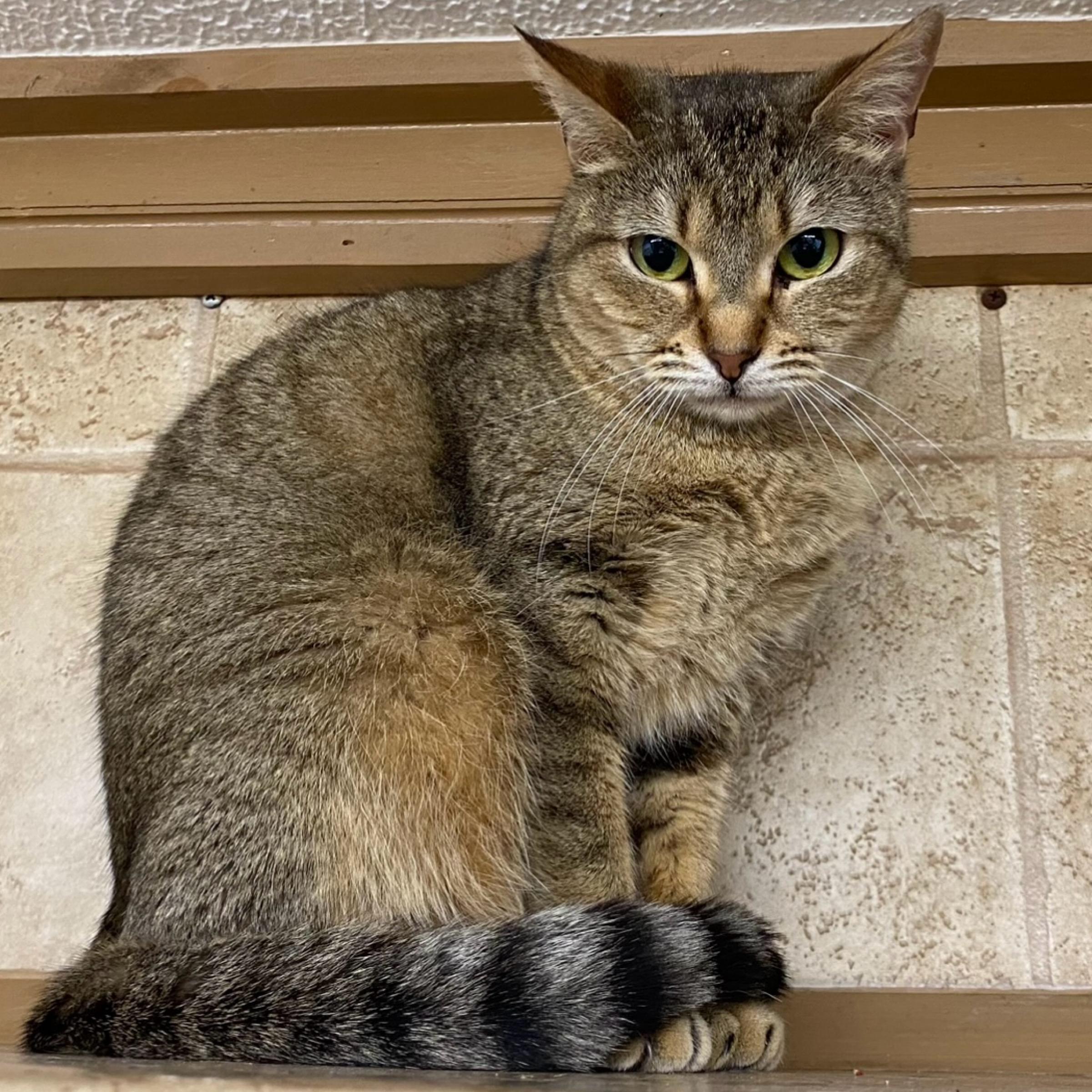 Dusty, an adoptable Abyssinian in Kingwood, TX, 77325 | Photo Image 3