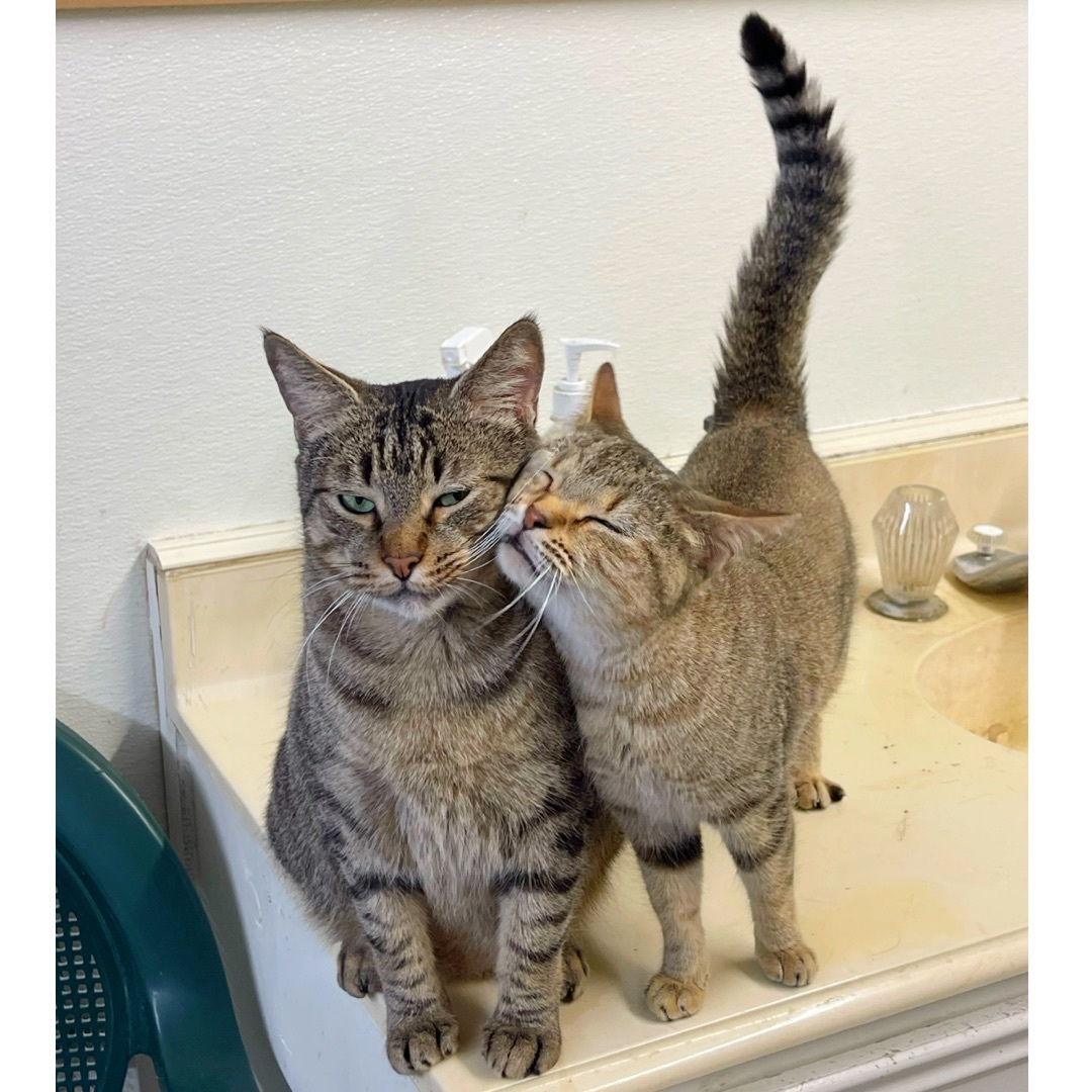 Dusty, a Adoptable Abyssinian in Kingwood, TX image 6/6