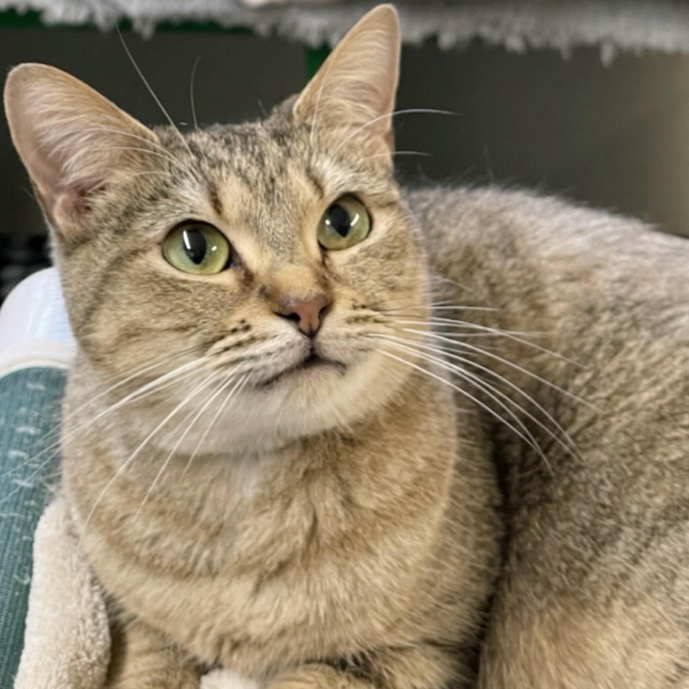 Enlarge Dusty, a Adoptable mixed breed in Kingwood, TX image 1/6