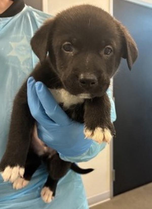 Apocalypse, Adoptable, Puppy Male Mixed Breed.