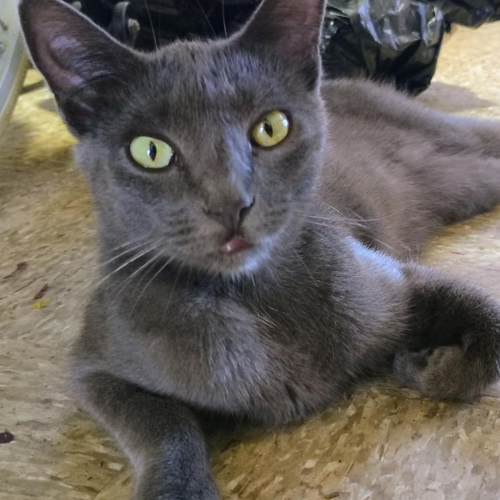 Enlarge Stormy, a Adoptable Domestic Short Hair in Long Beach, CA image 1/4