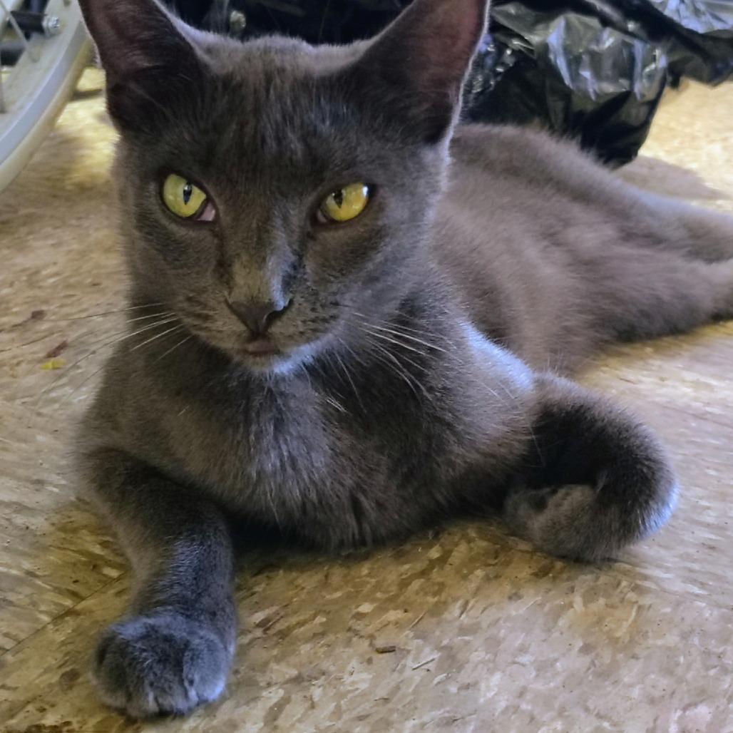 Enlarge Stormy, a Adoptable Domestic Short Hair in Long Beach, CA image 2/4