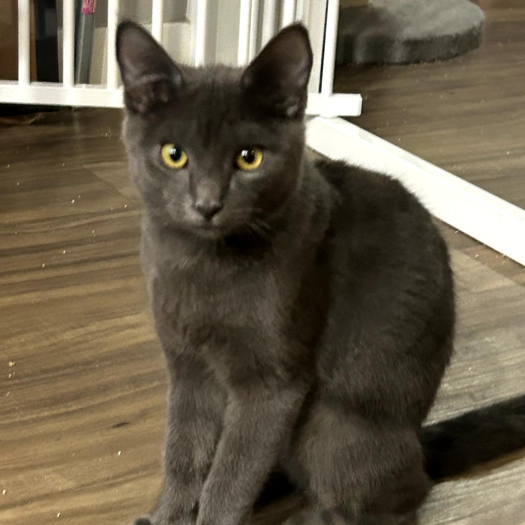 Enlarge Stormy, a Adoptable Domestic Short Hair in Long Beach, CA image 1/1