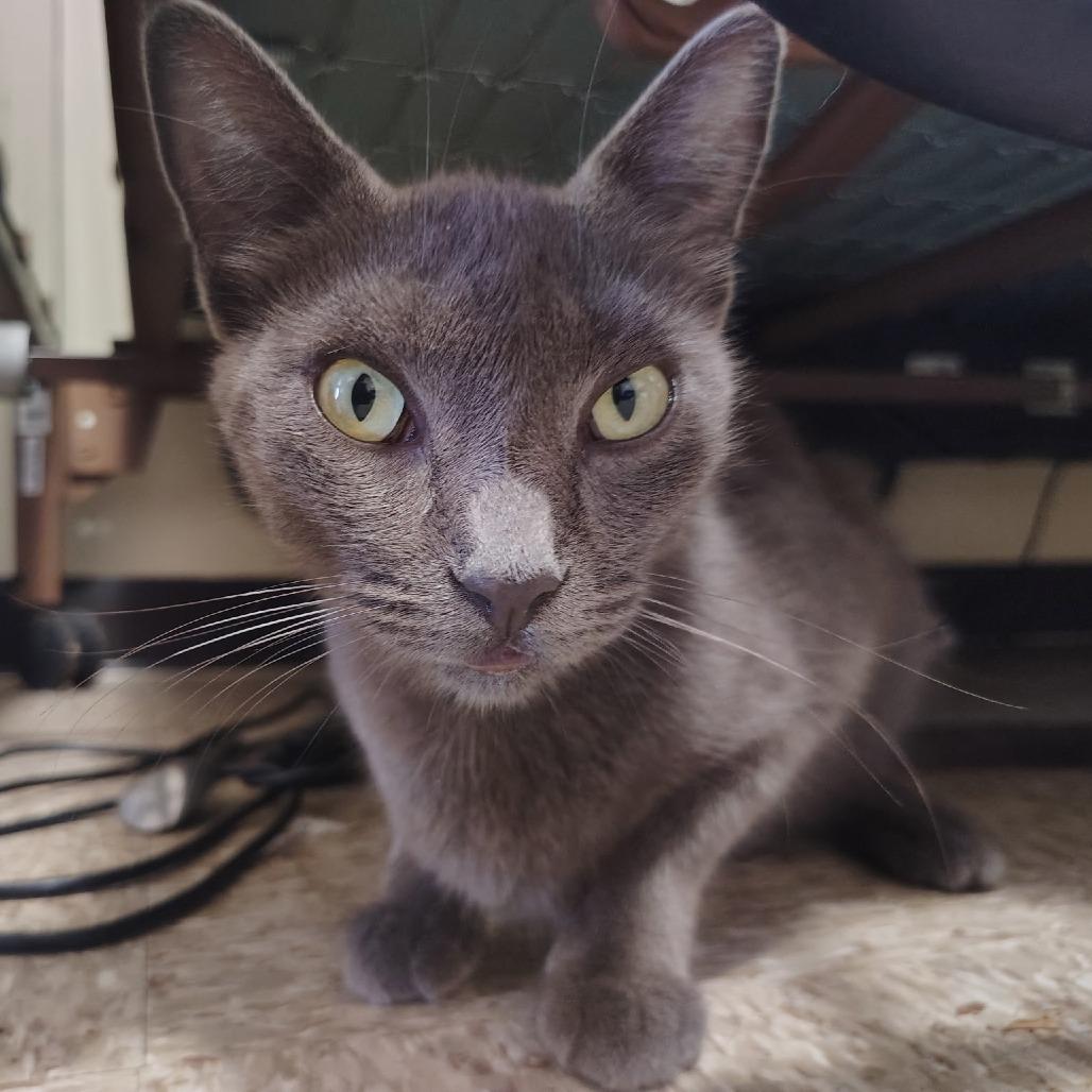 Enlarge Stormy, a Adoptable Domestic Short Hair in Long Beach, CA image 4/4