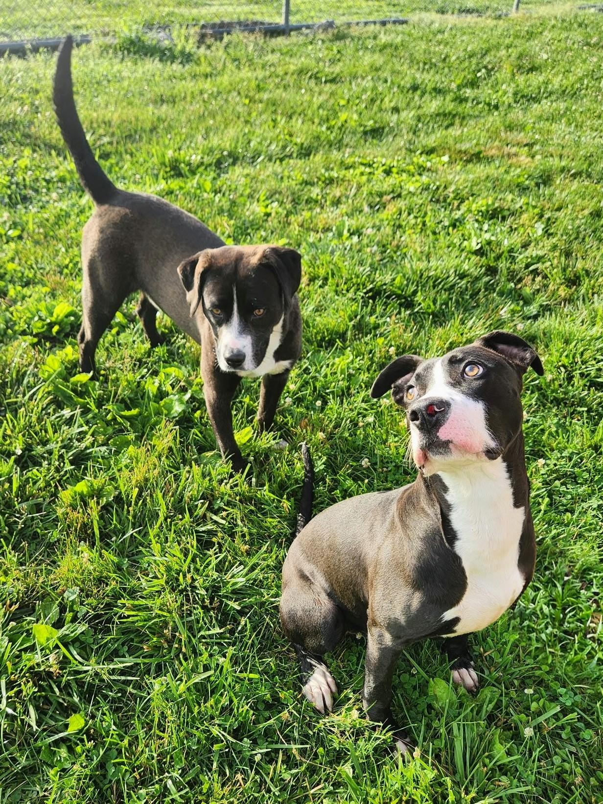 Enlarge Apollo, an adopted mixed breed in Mount Carmel, IL image 6/6