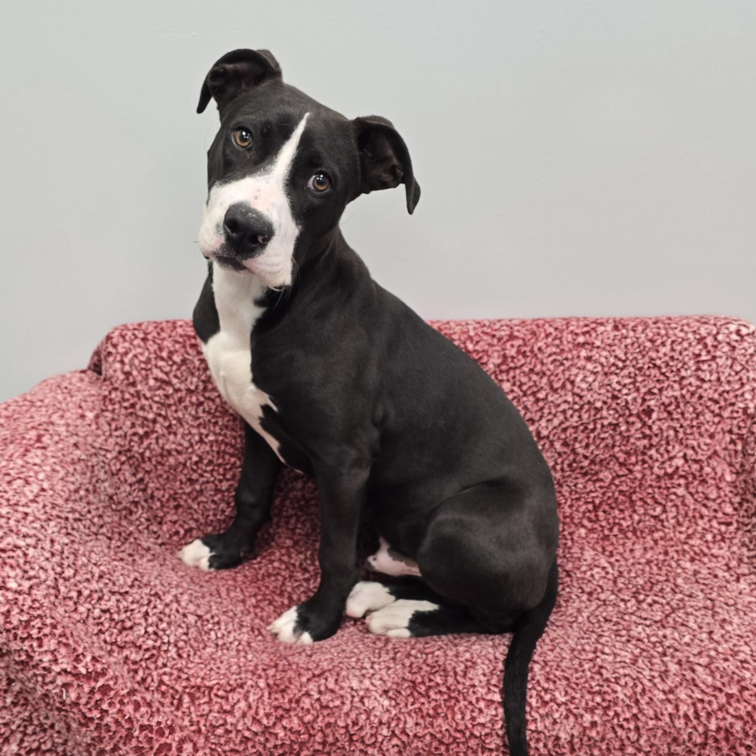 Enlarge Apollo, an adopted mixed breed in Mount Carmel, IL image 2/6