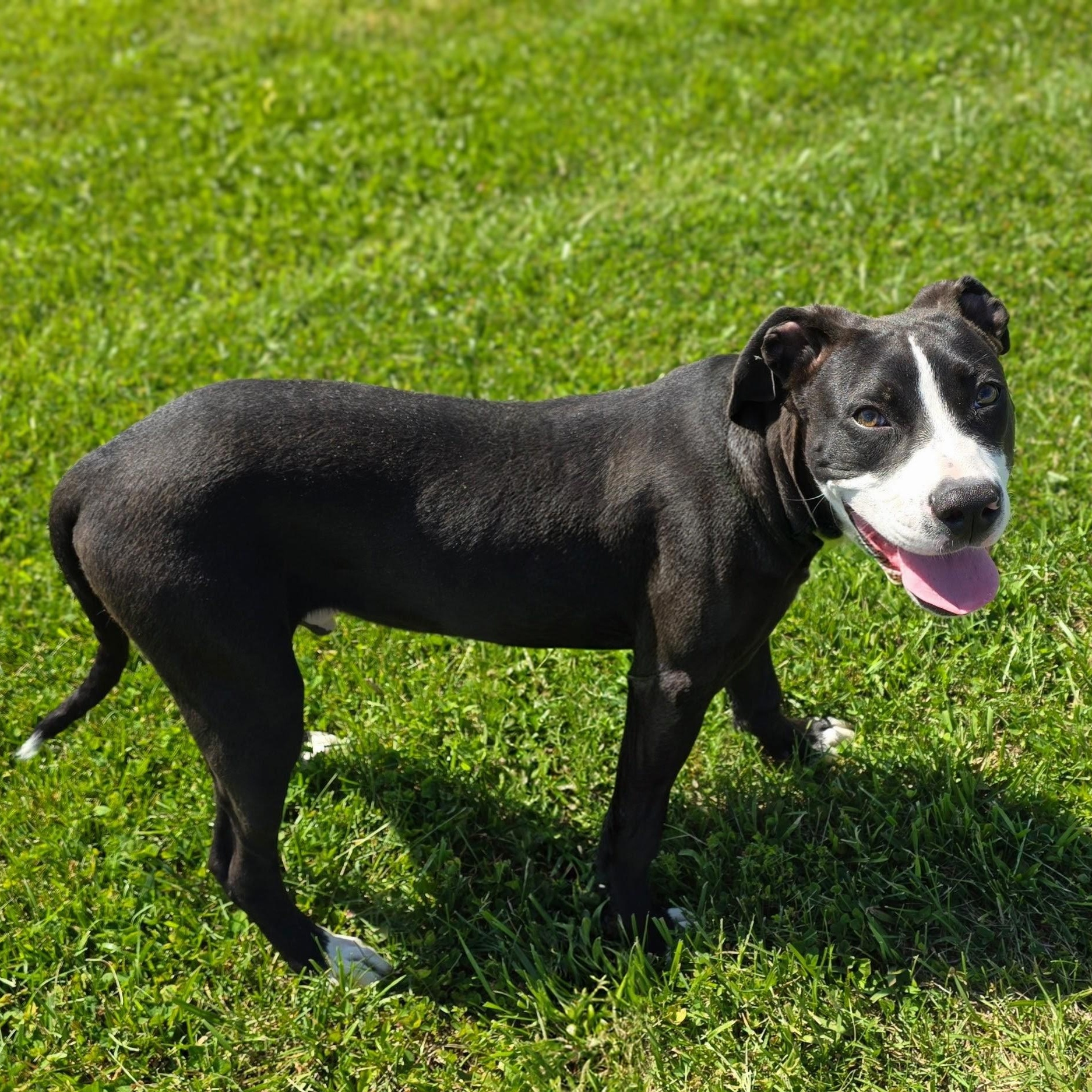 Enlarge Apollo, an adopted mixed breed in Mount Carmel, IL image 5/6