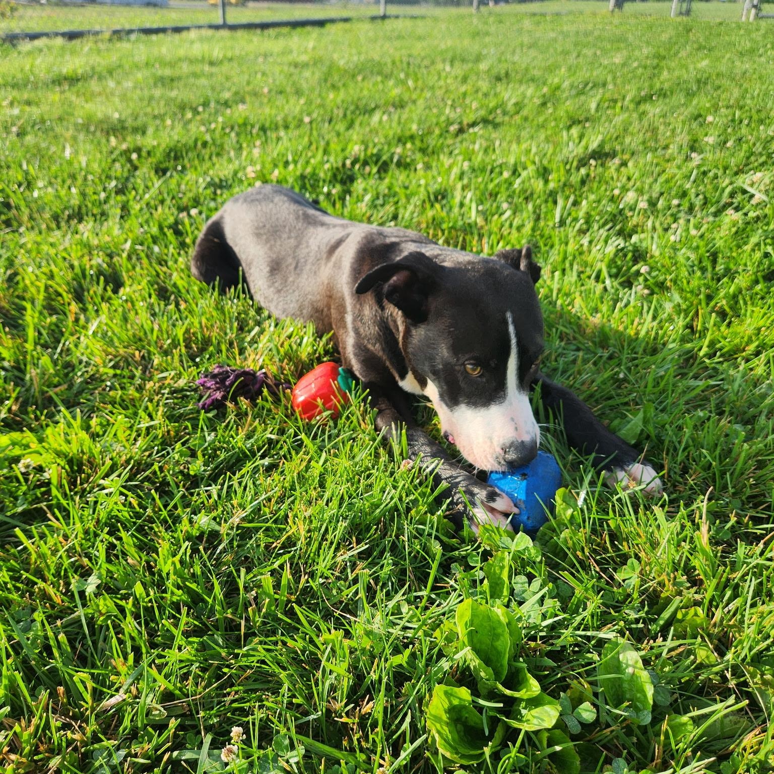 Enlarge Apollo, an adopted mixed breed in Mount Carmel, IL image 3/6