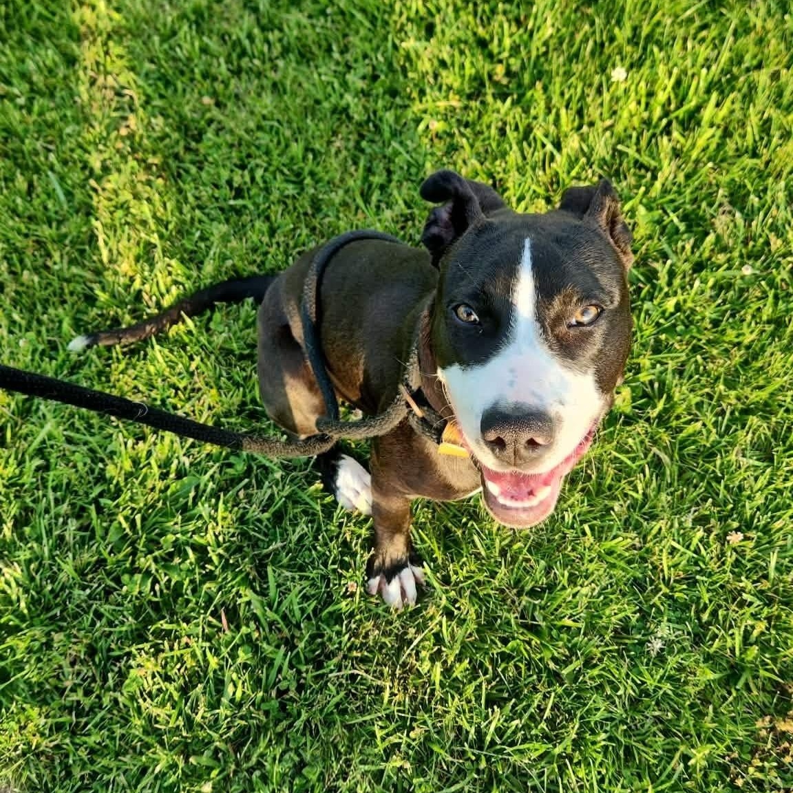 Apollo, adopted, Young Male Boxer & Terrier.