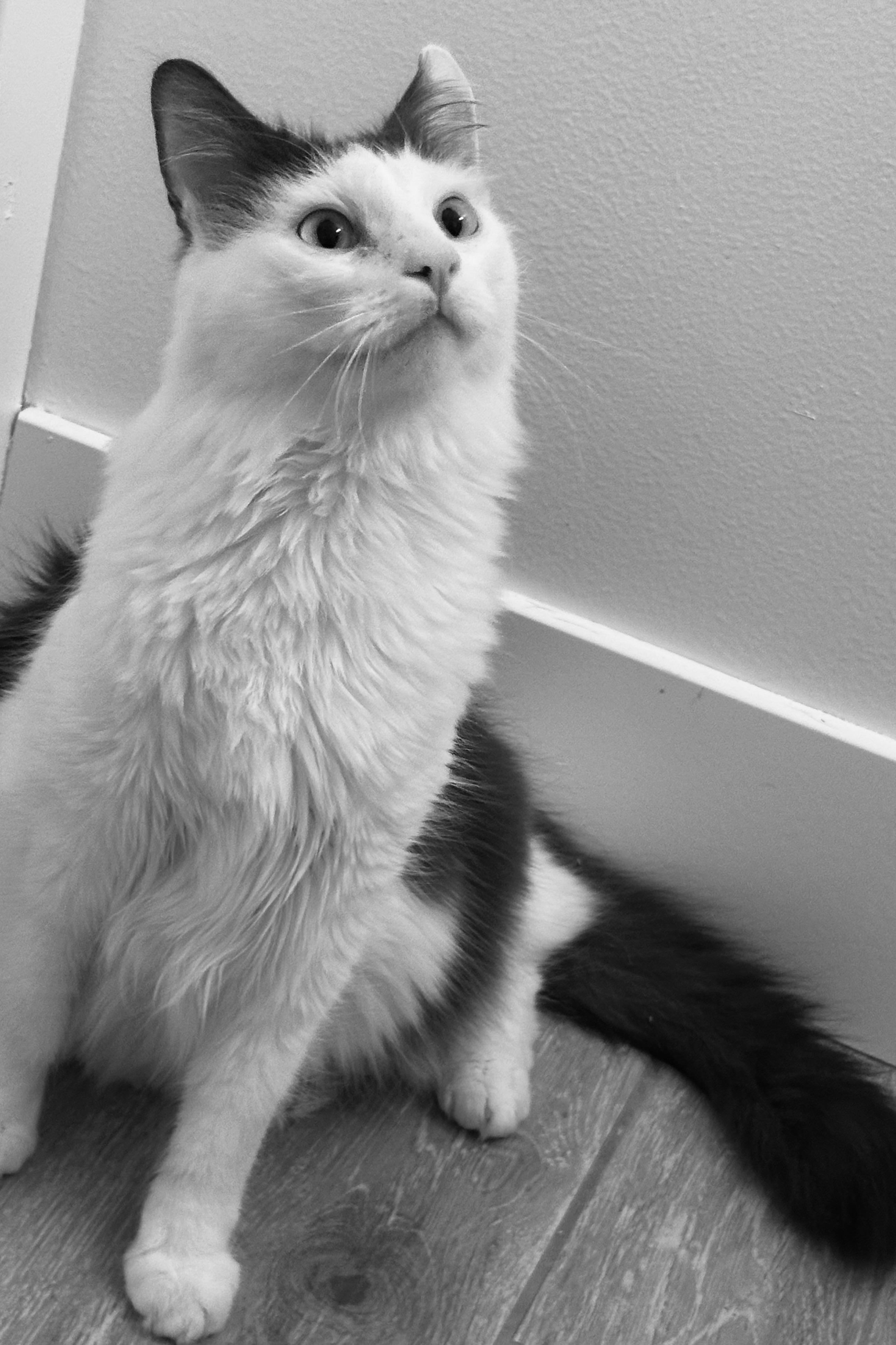 Enlarge August INDOOR ONLY , a Adoptable mixed breed in Stockton, CA image 3/4