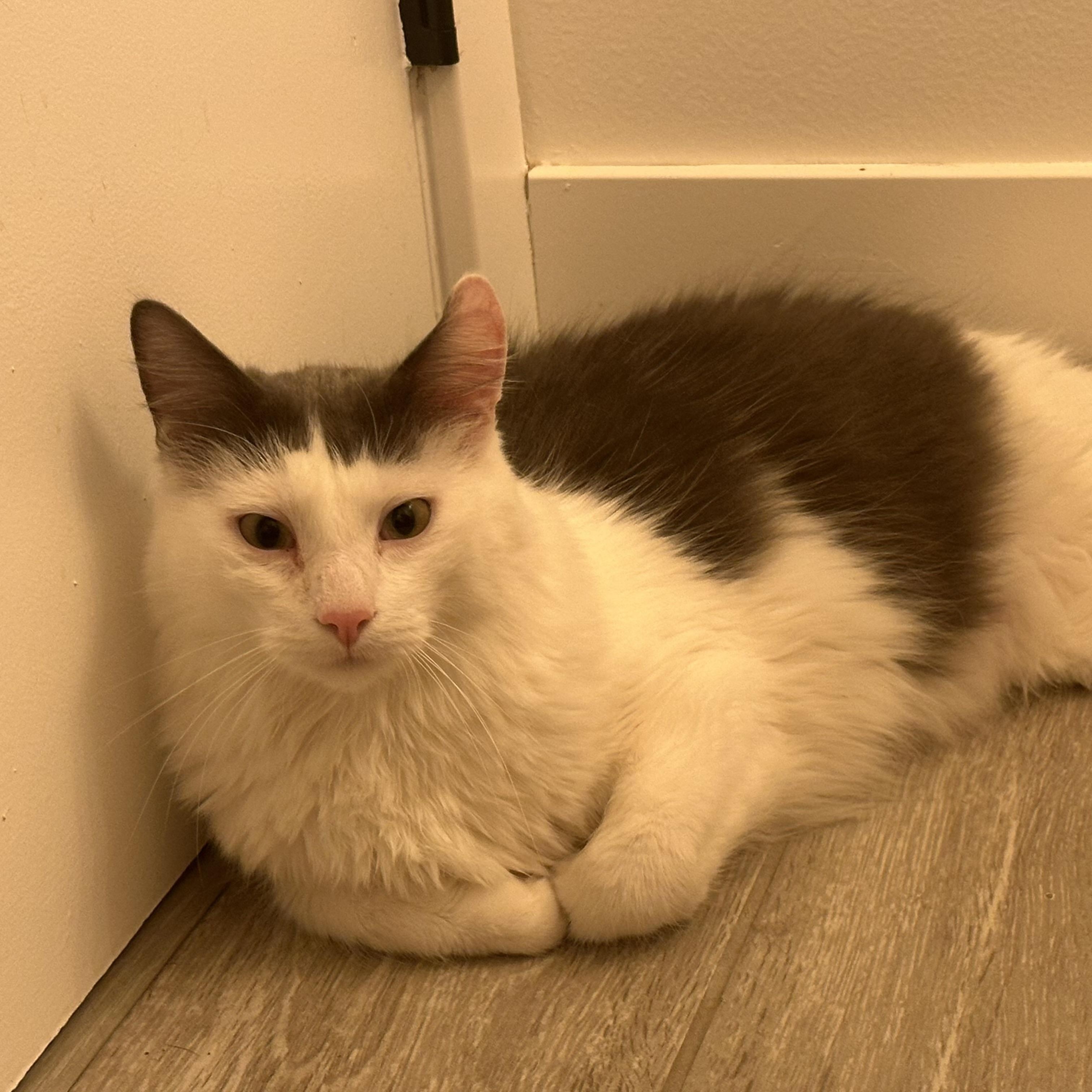 Enlarge August INDOOR ONLY , a Adoptable mixed breed in Stockton, CA image 2/4