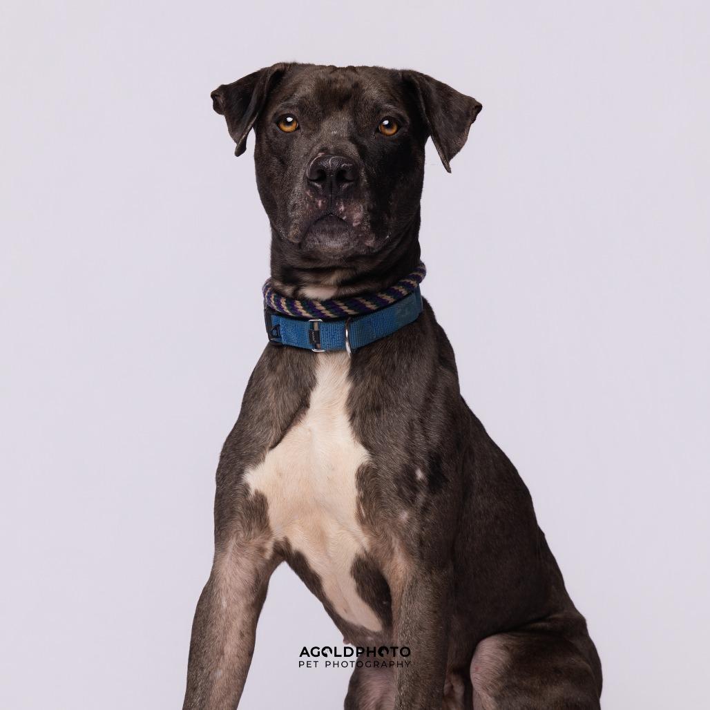 Enlarge Cole, a Adoptable Mixed Breed in Sarasota, FL image 1/6