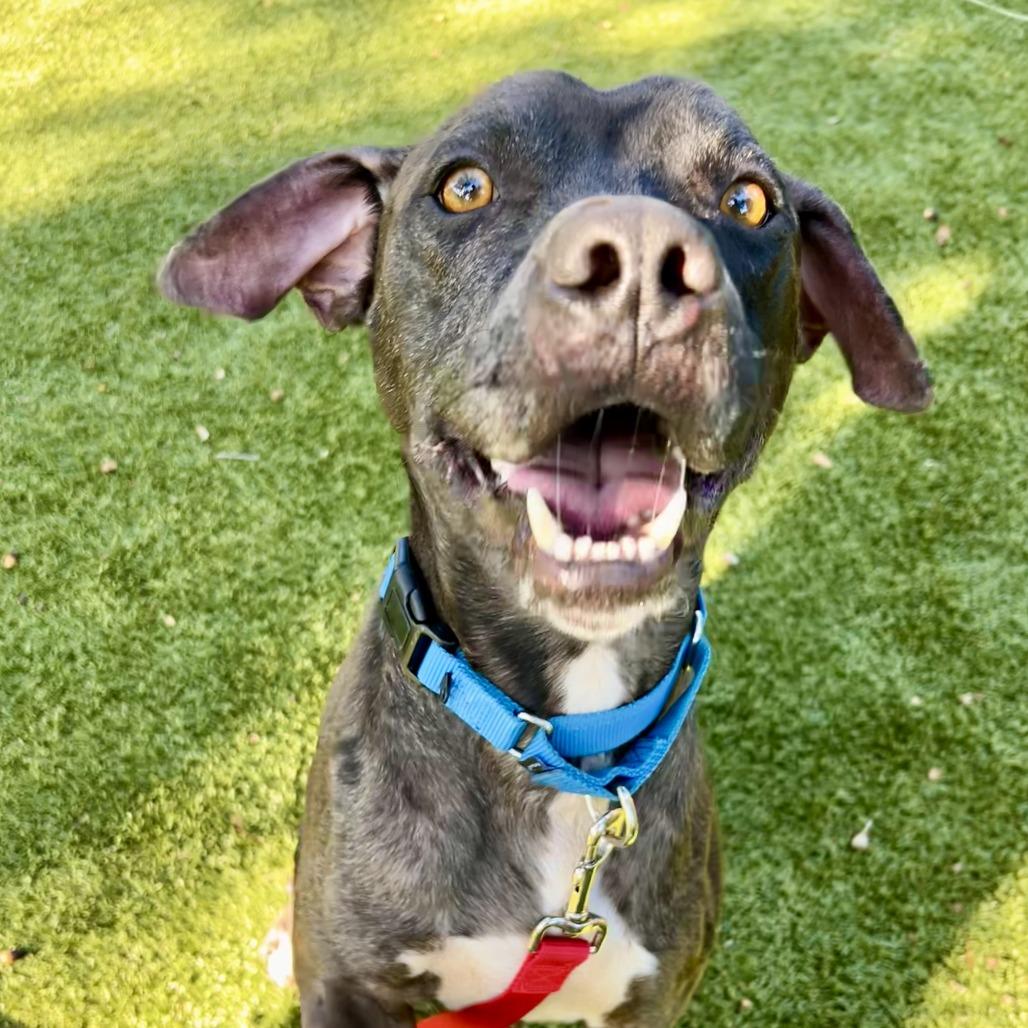 Enlarge Cole, a Adoptable Mixed Breed in Sarasota, FL image 2/6