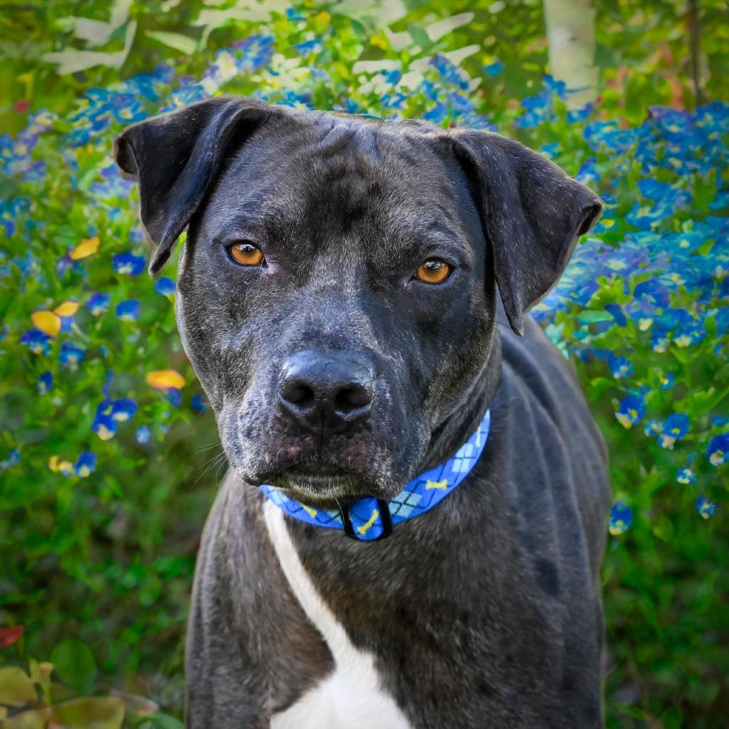 Enlarge Cole, a Adoptable Mixed Breed in Sarasota, FL image 3/6