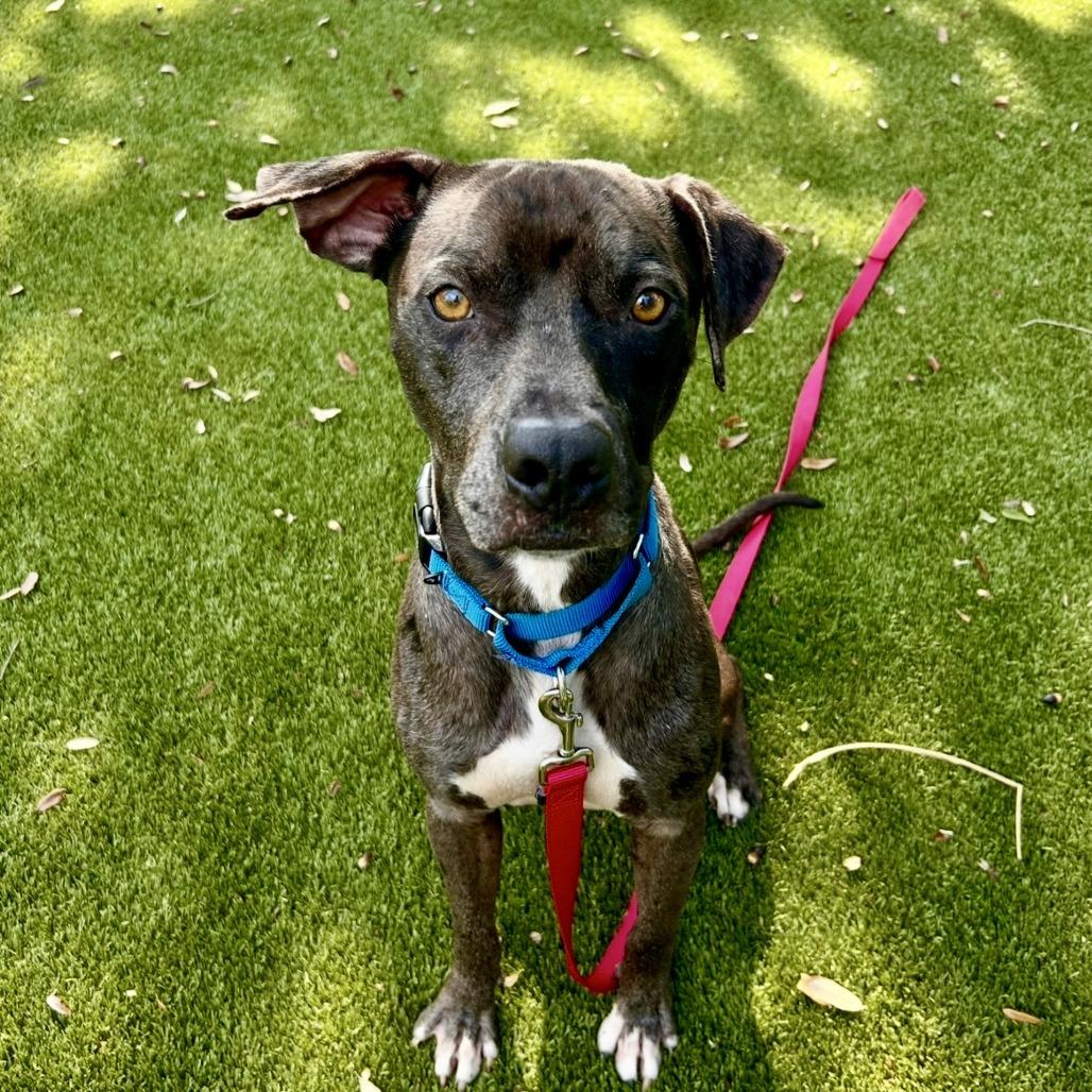 Enlarge Cole, a Adoptable Mixed Breed in Sarasota, FL image 3/6