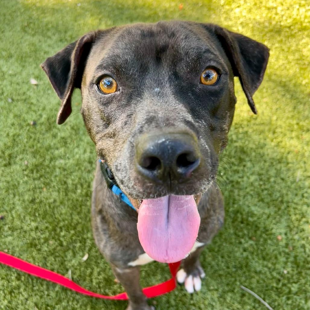 Enlarge Cole, a Adoptable Mixed Breed in Sarasota, FL image 4/6