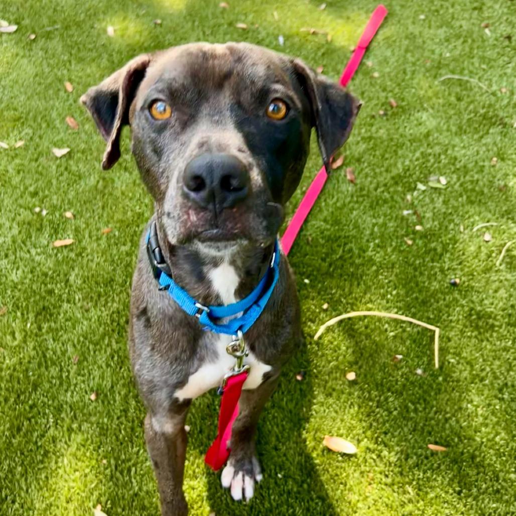 Enlarge Cole, a Adoptable Mixed Breed in Sarasota, FL image 6/6