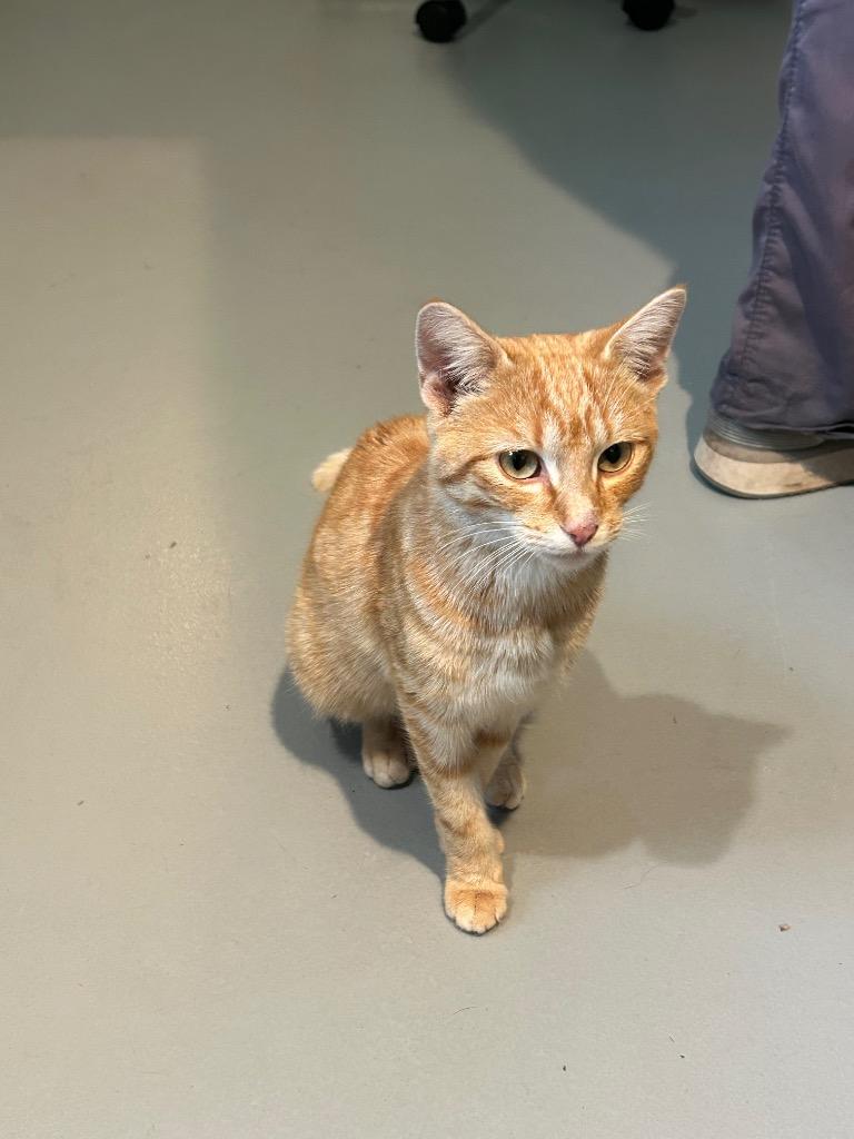 Enlarge Clementine - Moquah, a Adoptable mixed breed in Ashland, WI image 1/3