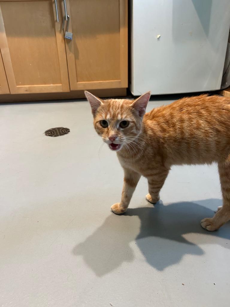 Enlarge Clementine - Moquah, a Adoptable mixed breed in Ashland, WI image 2/3