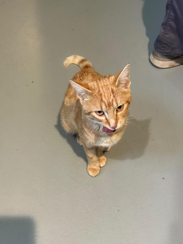 Enlarge Clementine - Moquah, a Adoptable mixed breed in Ashland, WI image 3/3