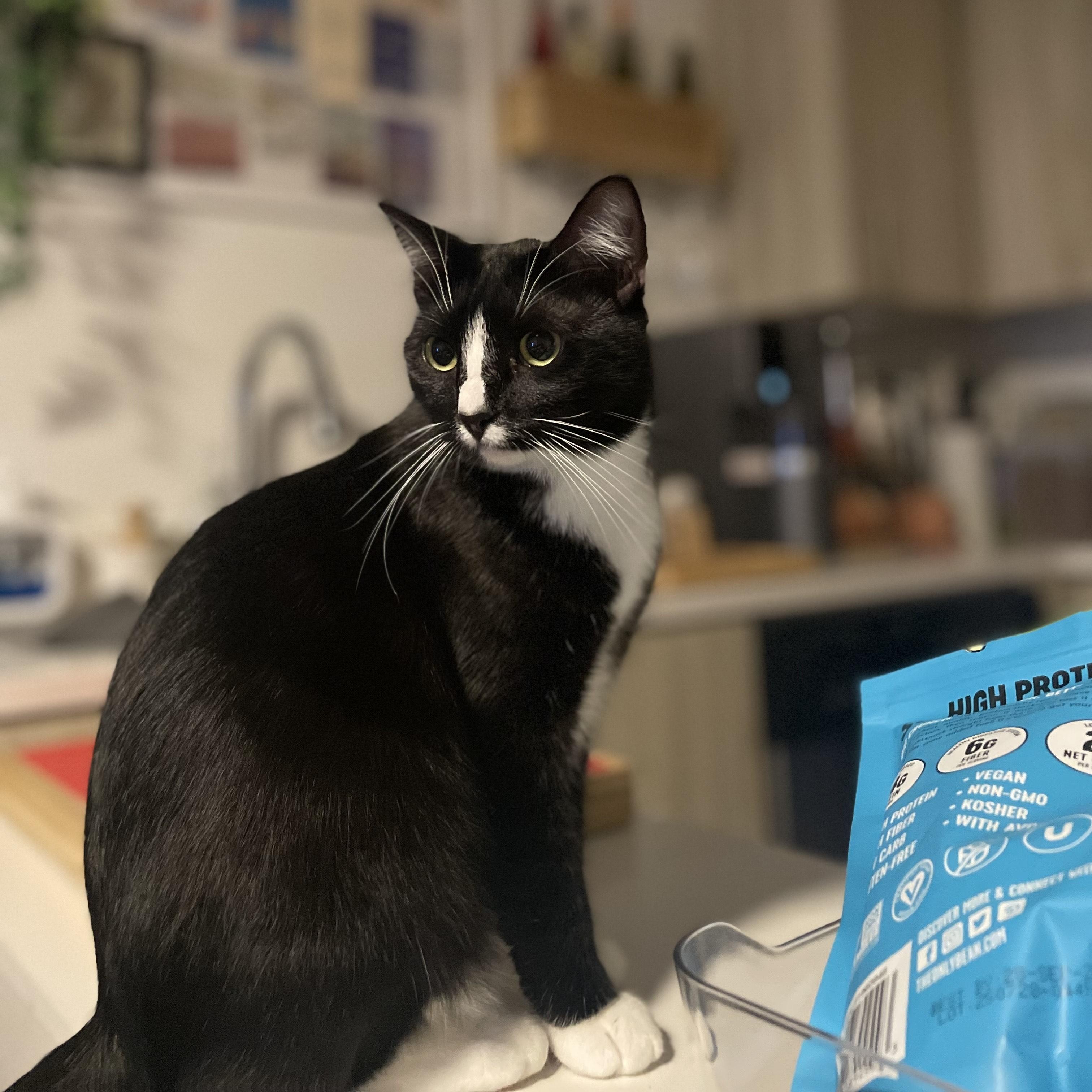 Gemni, ADOPTABLE, Adult Female Domestic Short Hair.