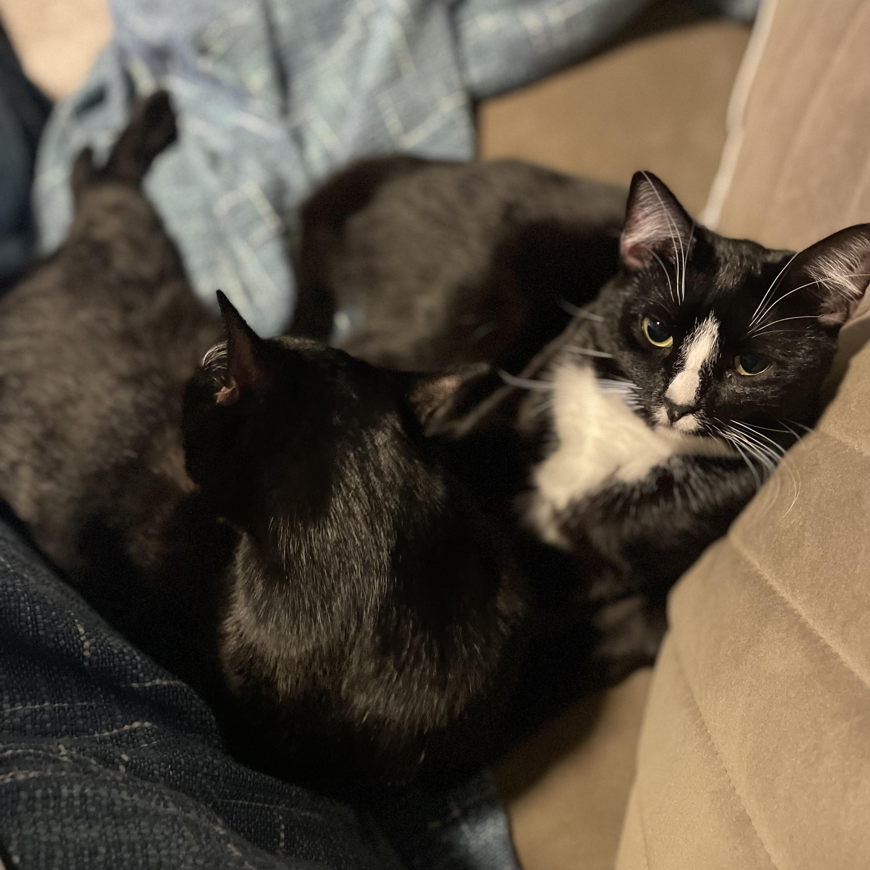 Gemni, a ADOPTABLE Domestic Short Hair in Portland, OR image 2/2