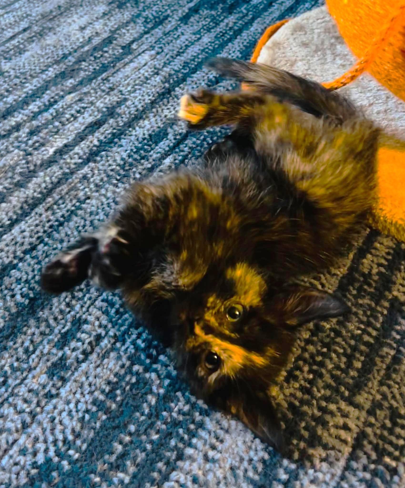 Rocky Road, an adopted Domestic Short Hair in Bloomsdale, MO image 4/4