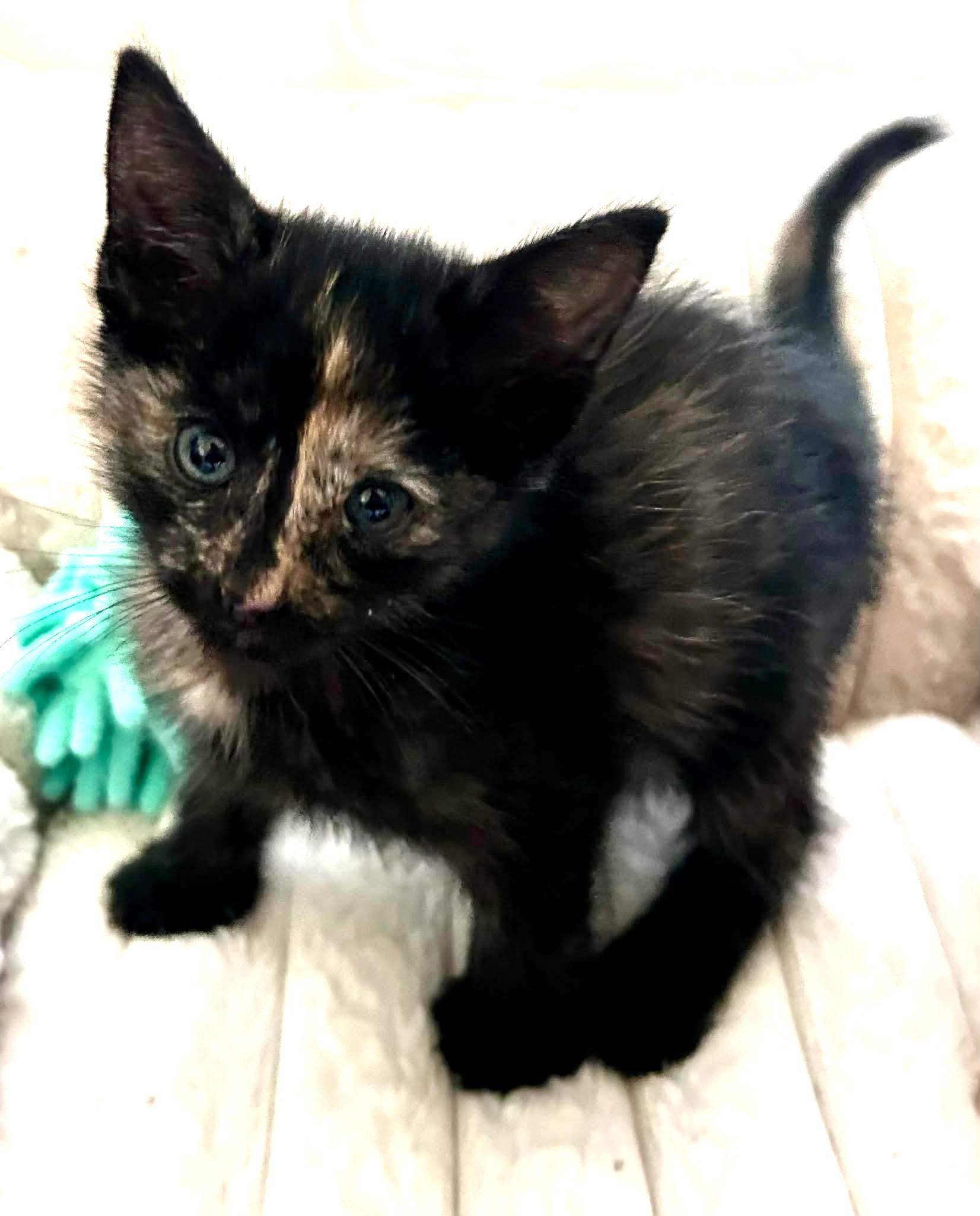 Rocky Road, an adopted Domestic Short Hair in Bloomsdale, MO image 1/4