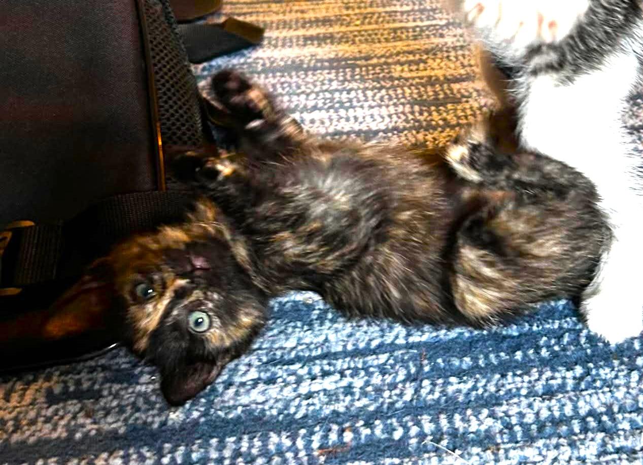 Rocky Road, an adopted Domestic Short Hair in Bloomsdale, MO image 2/4