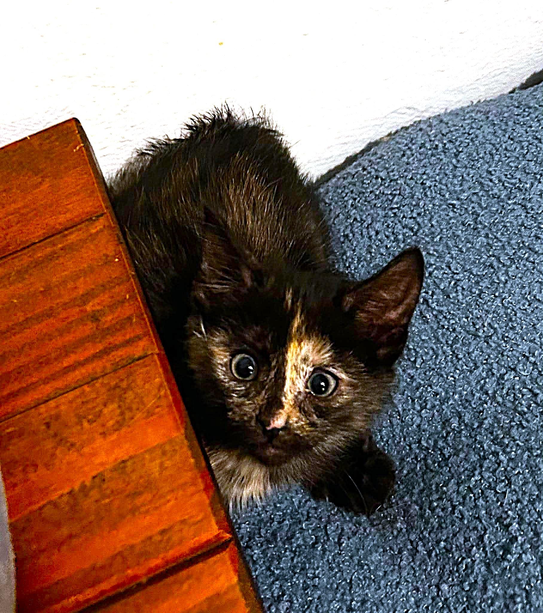 Rocky Road, an adopted Domestic Short Hair in Bloomsdale, MO image 3/4