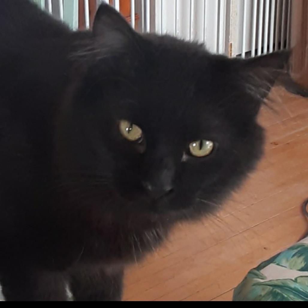 Jamaica, a Adoptable Domestic Long Hair in Mondovi, WI image 1/2