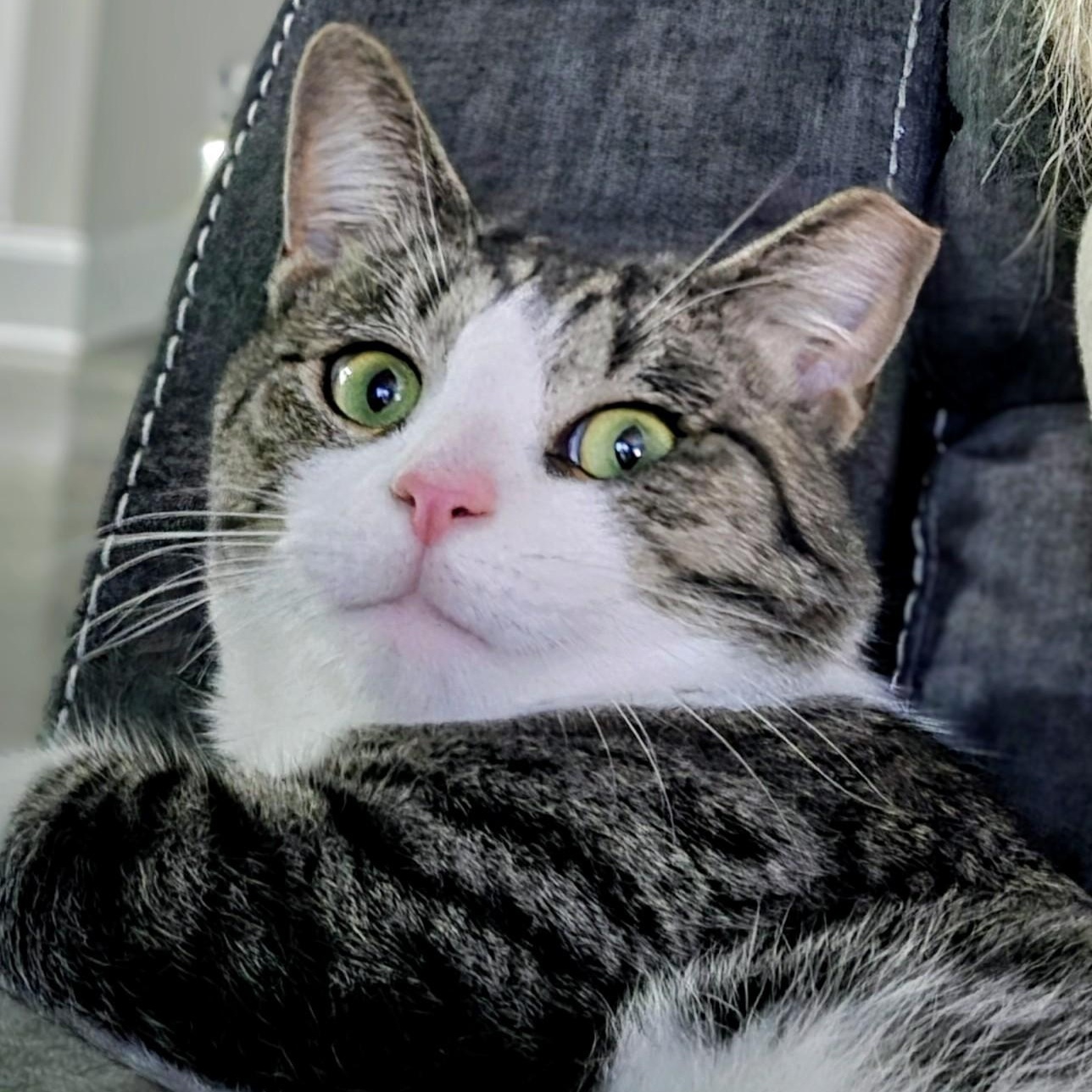 Enlarge Whiney, a Adoptable Tabby in Denver, NC image 2/5