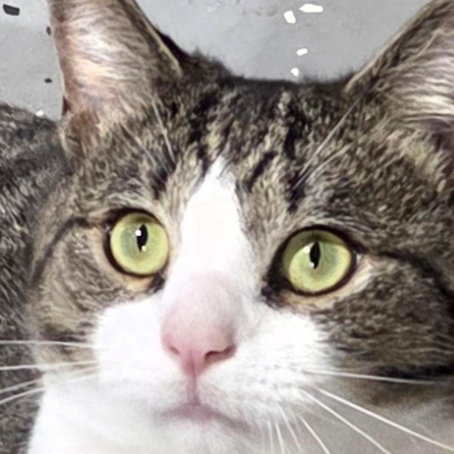 Whiney, Adoptable, Adult Male Tabby.