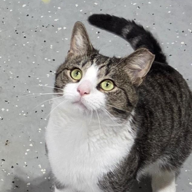 Enlarge Whiney, a Adoptable Tabby in Denver, NC image 3/5