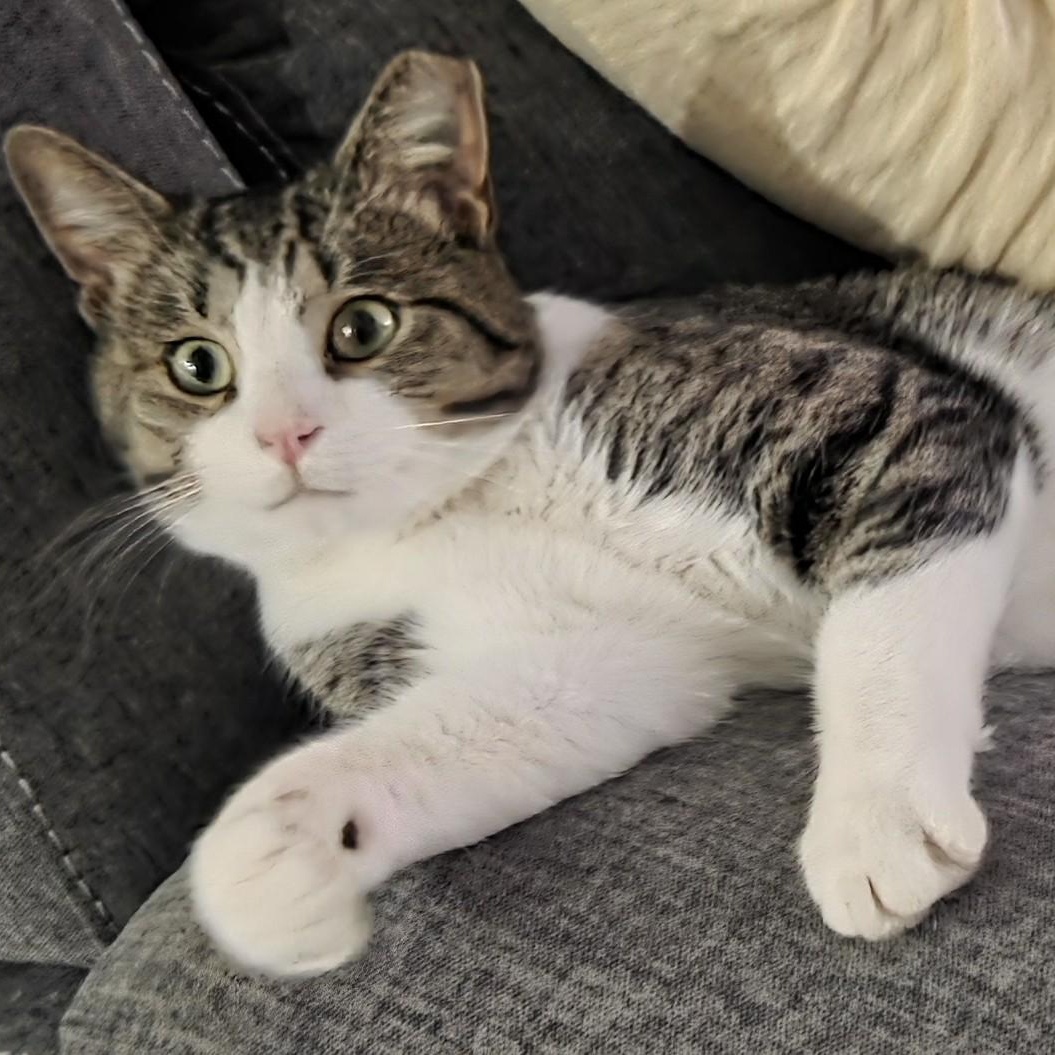 Enlarge Whiney, a Adoptable Tabby in Denver, NC image 4/5