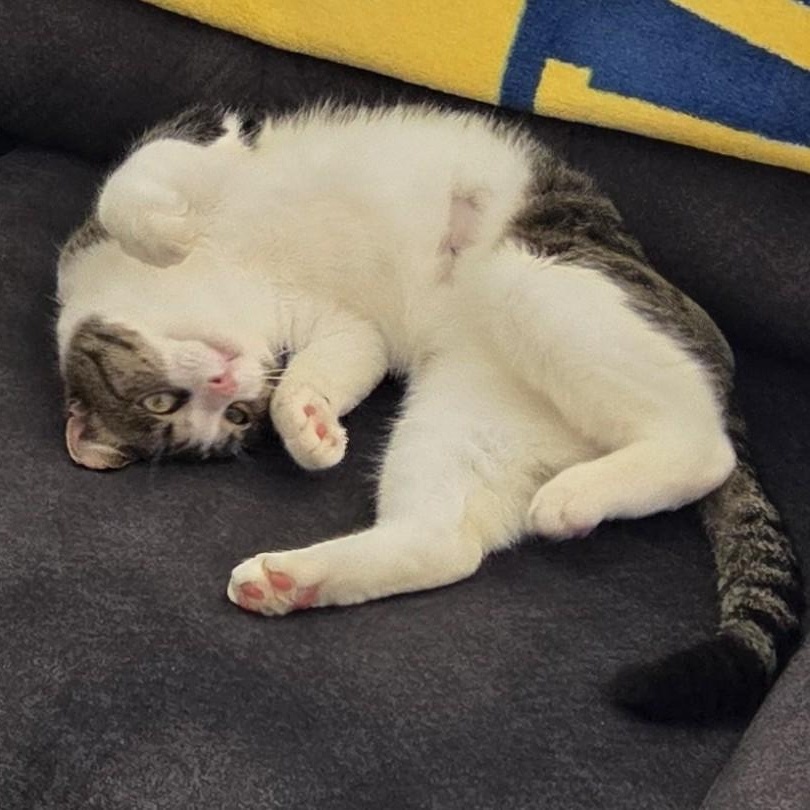 Enlarge Whiney, a Adoptable Tabby in Denver, NC image 5/5