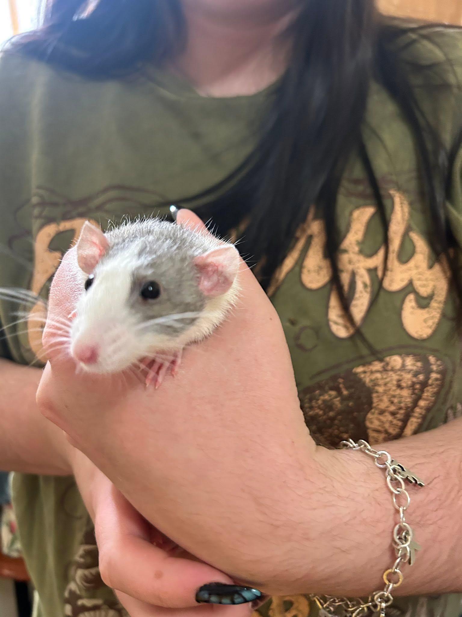 Enlarge 4 Female Rats, an adopted Rat in Pittsburgh, PA image 4/4