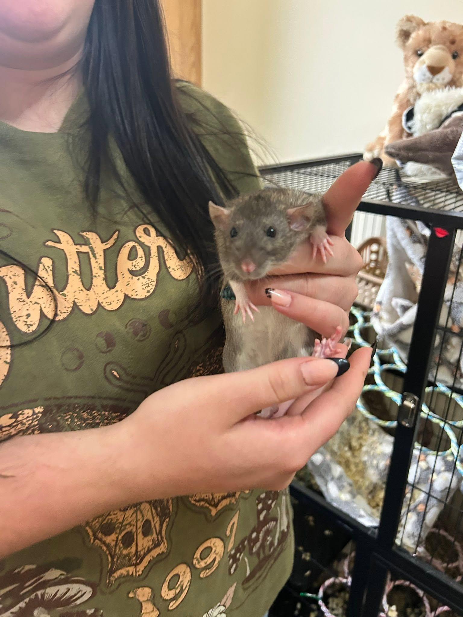 Enlarge 4 Female Rats, an adopted Rat in Pittsburgh, PA image 2/4