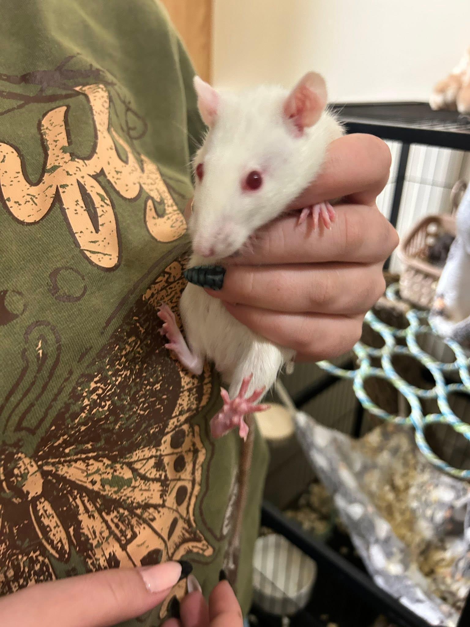 4 Female Rats, adopted, Adult Female Rat.