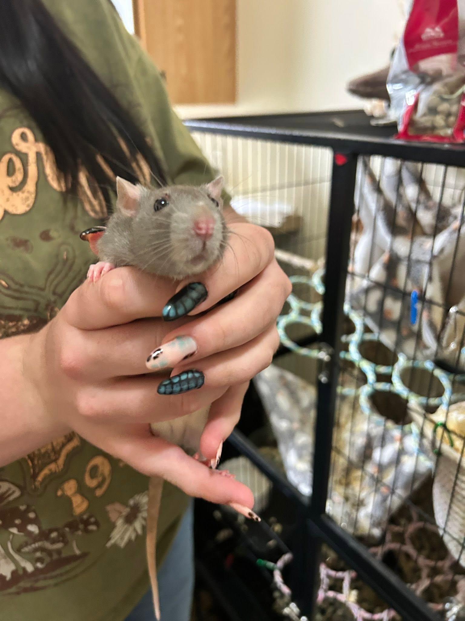 Enlarge 4 Female Rats, an adopted Rat in Pittsburgh, PA image 3/4