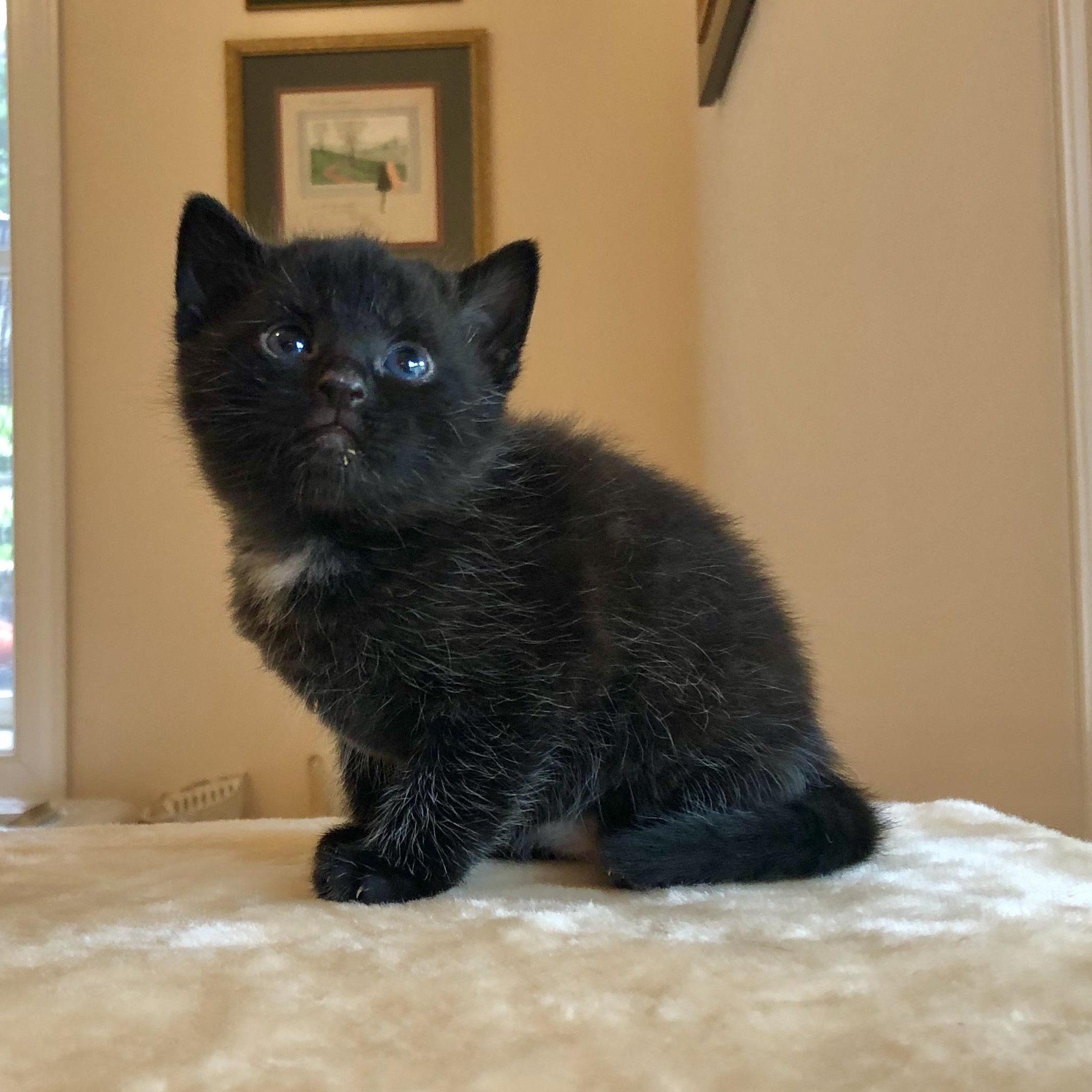 Enlarge Buttercup, an adoption pending Domestic Short Hair in Arlington, VA image 1/5