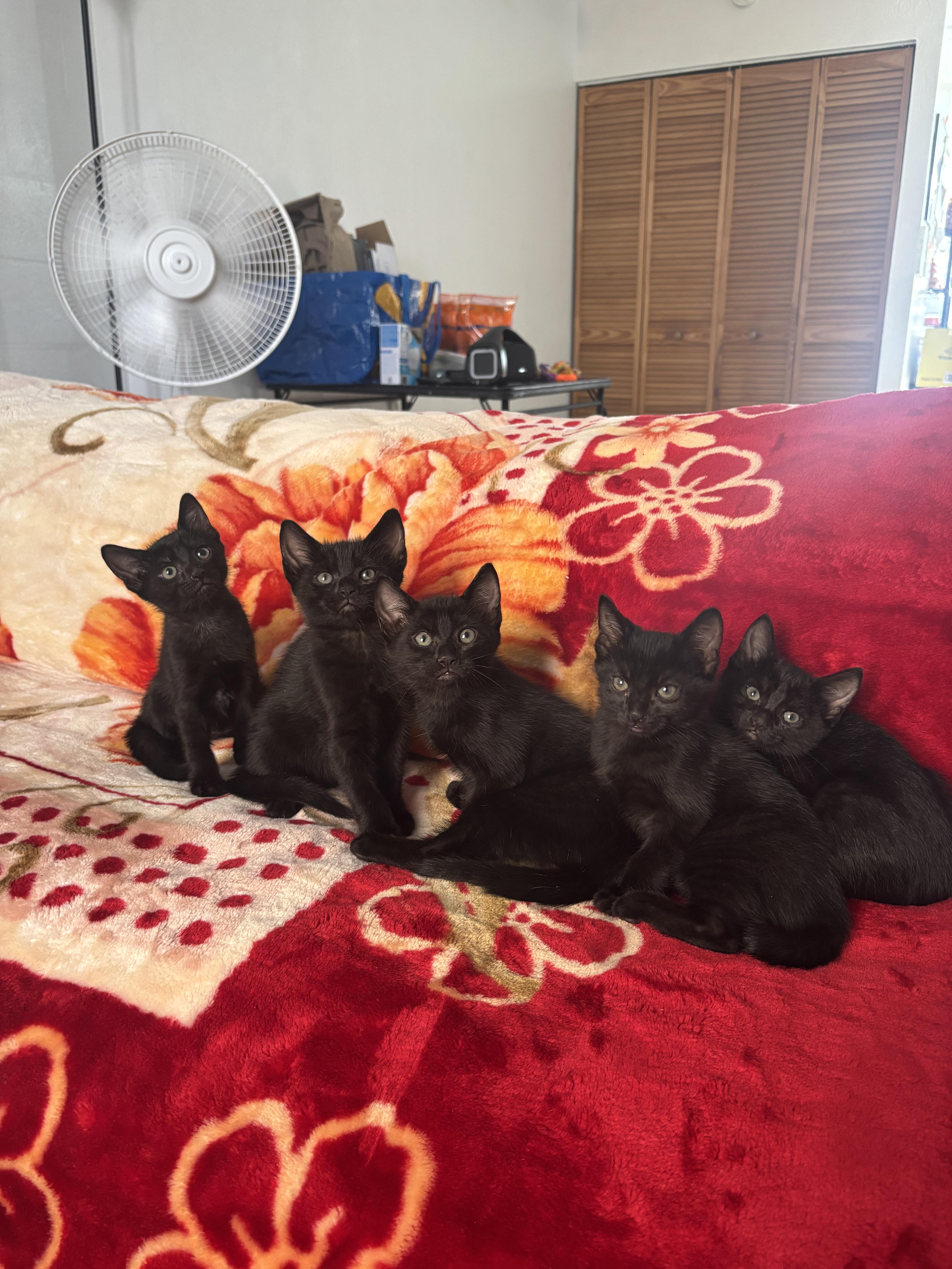 Enlarge Buttercup, an adoption pending Domestic Short Hair in Arlington, VA image 4/5