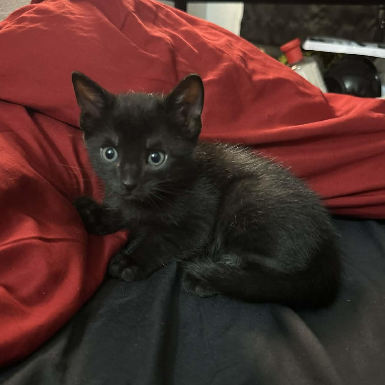 Buttercup, ADOPTABLE, Kitten Female Domestic Short Hair.