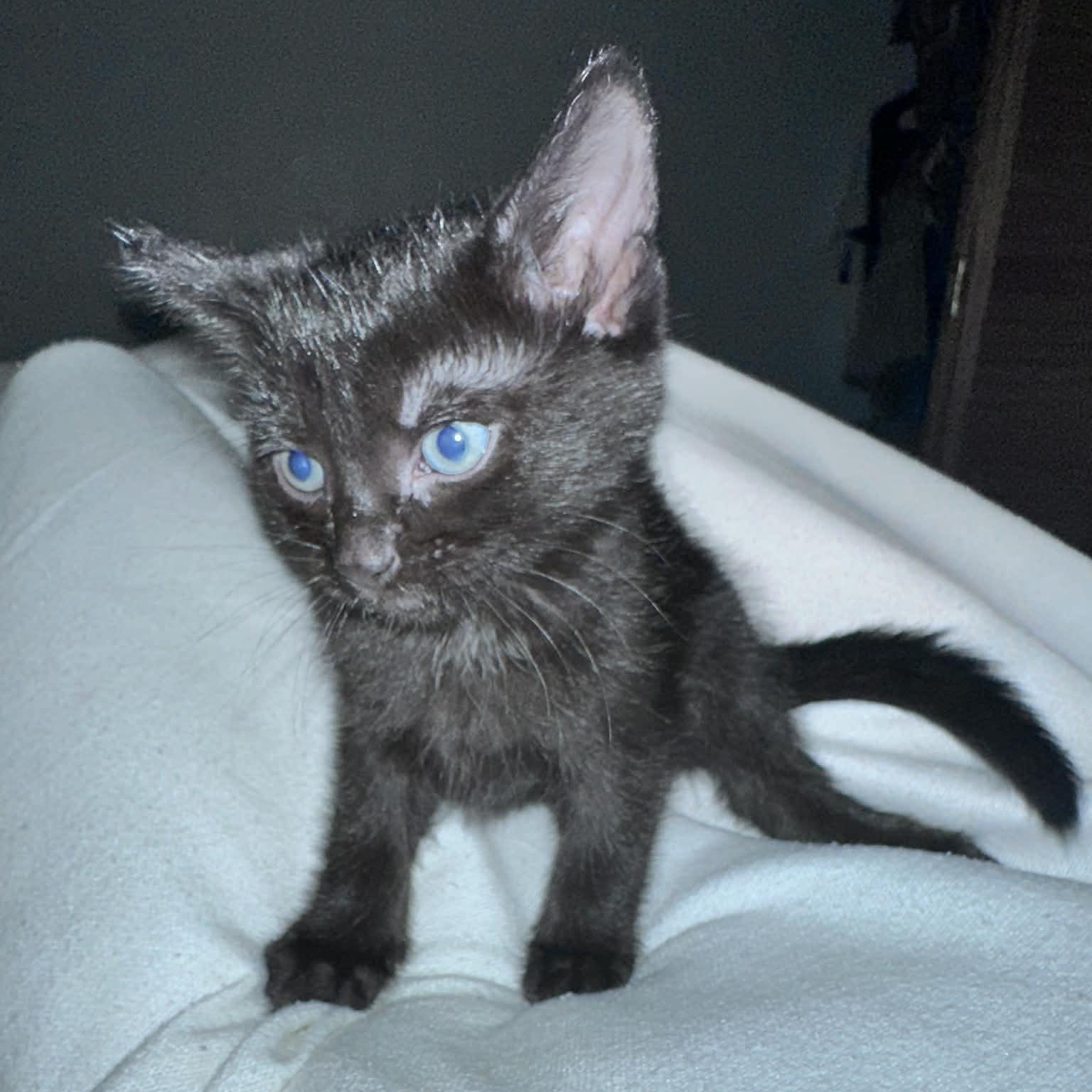 Enlarge Buttercup, a ADOPTABLE Domestic Short Hair in EWA BEACH, HI image 4/4