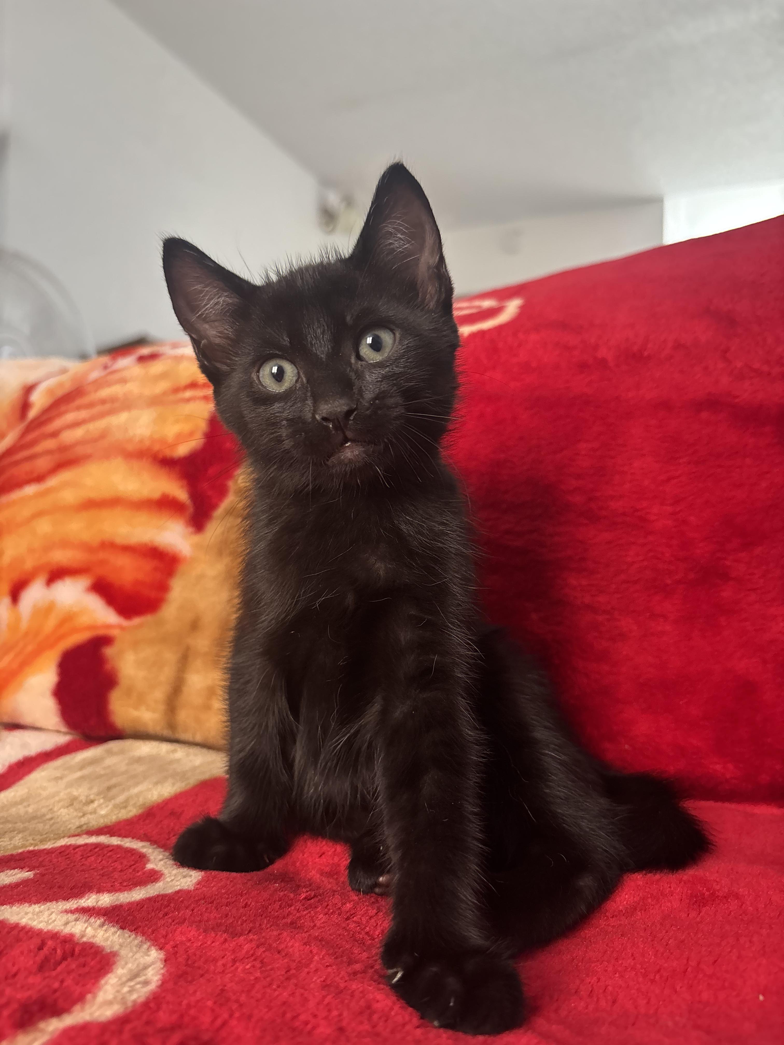 Enlarge Buttercup, an adoption pending Domestic Short Hair in Arlington, VA image 5/5