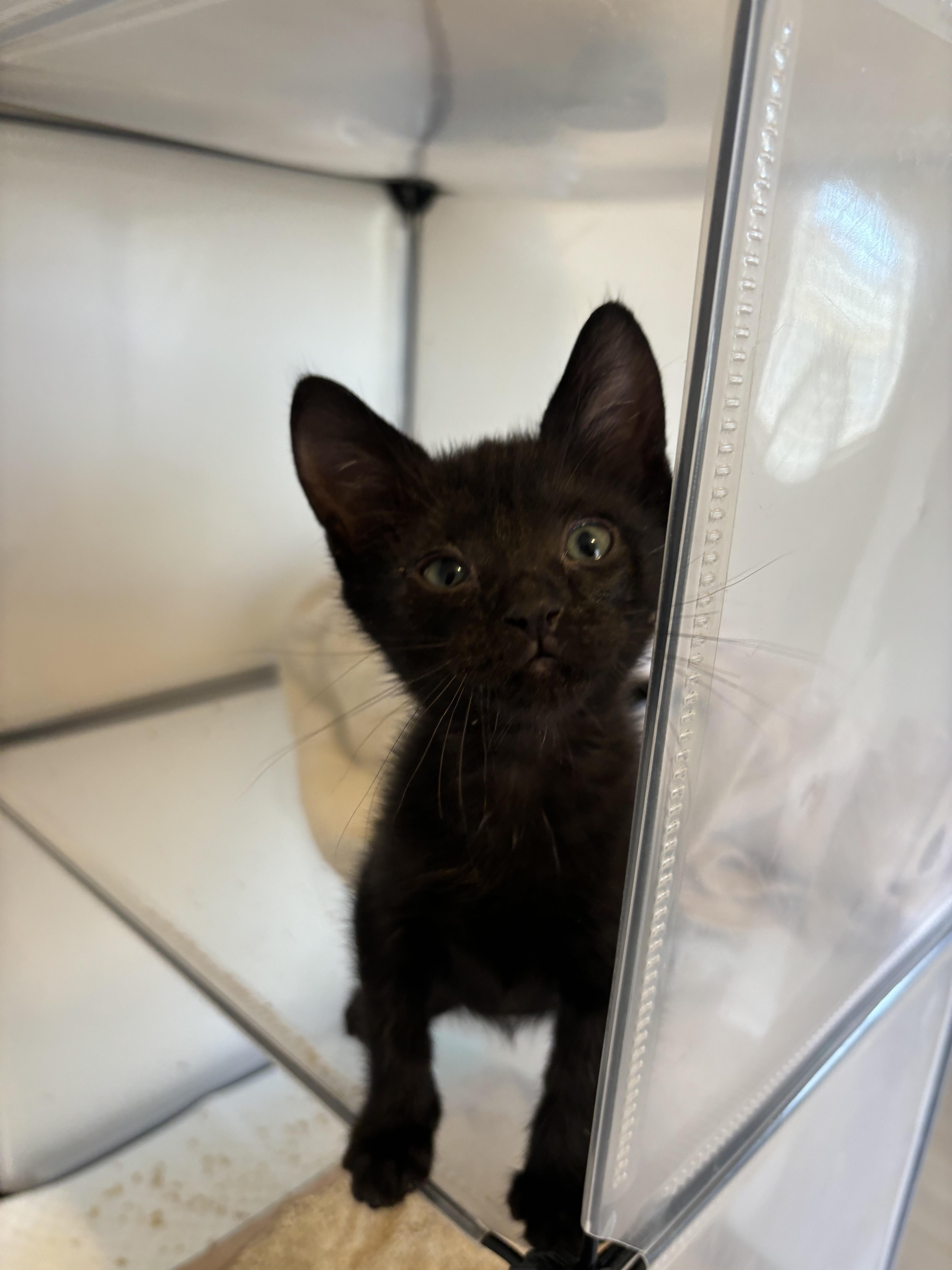 Enlarge Buttercup, a ADOPTABLE Domestic Short Hair in EWA BEACH, HI image 3/4